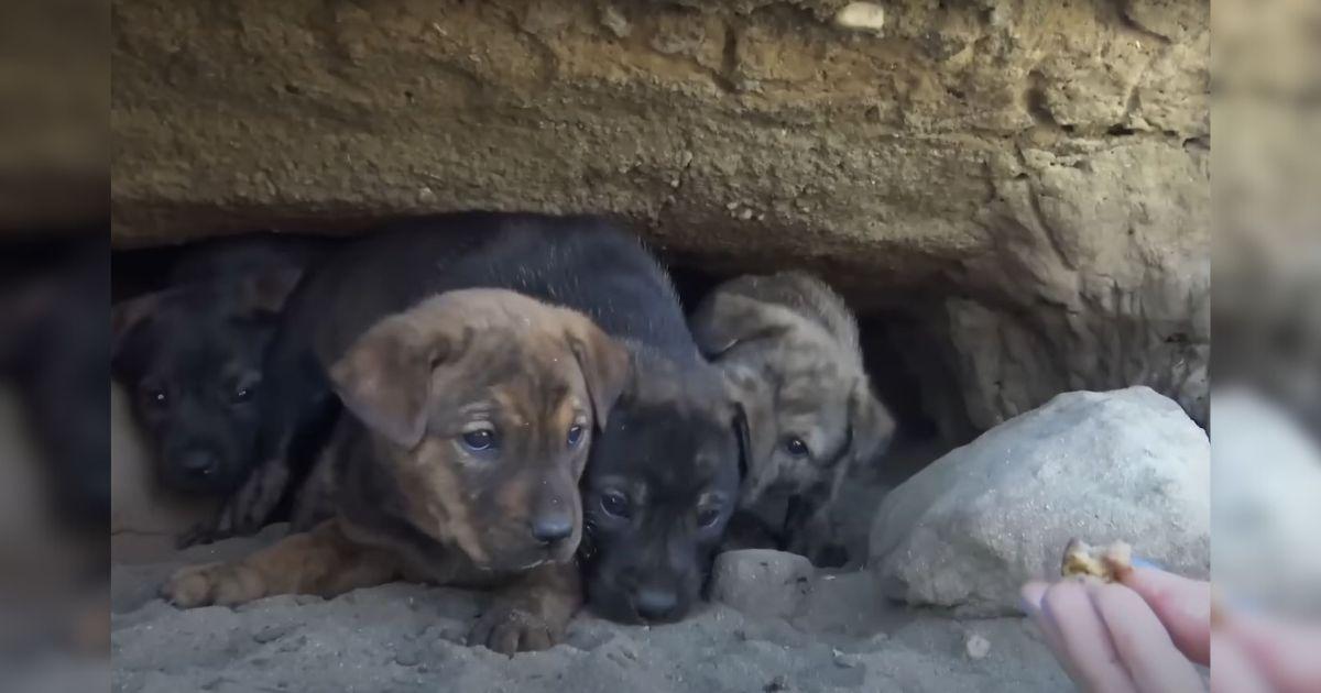 The team from Hope For Paws, based in Ca...