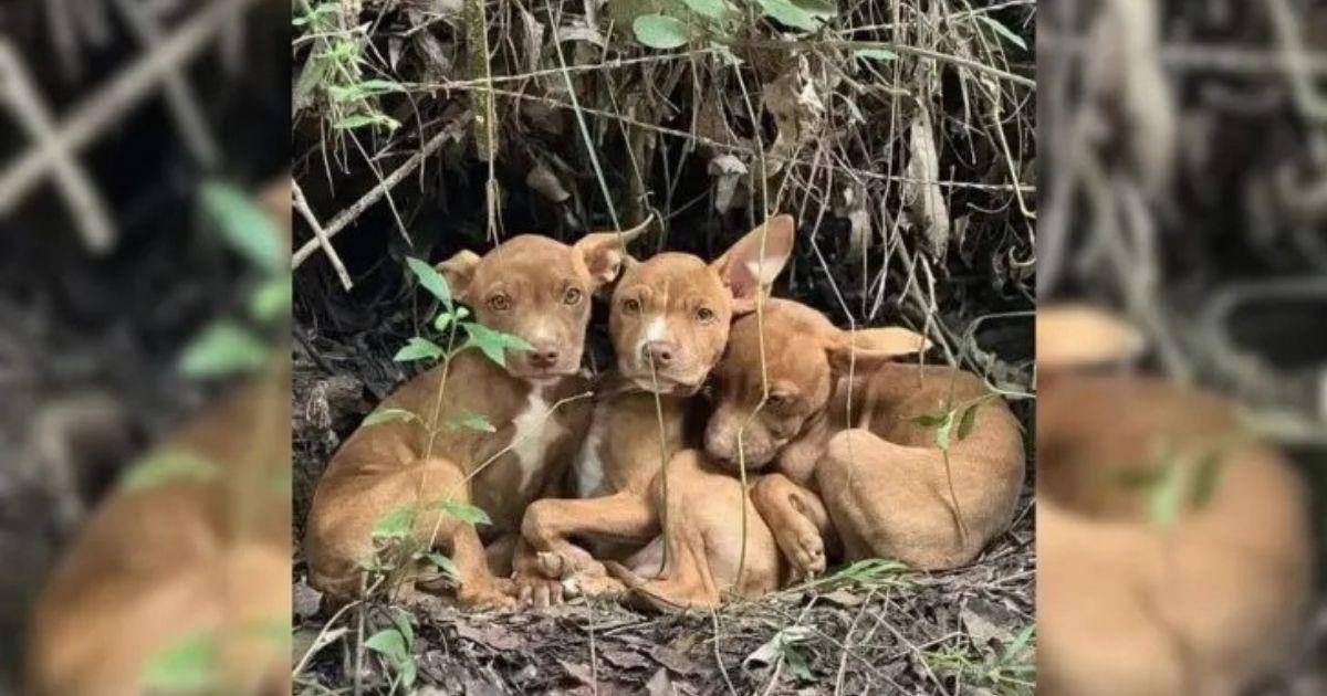 Whenever someone walked by, the puppies ...