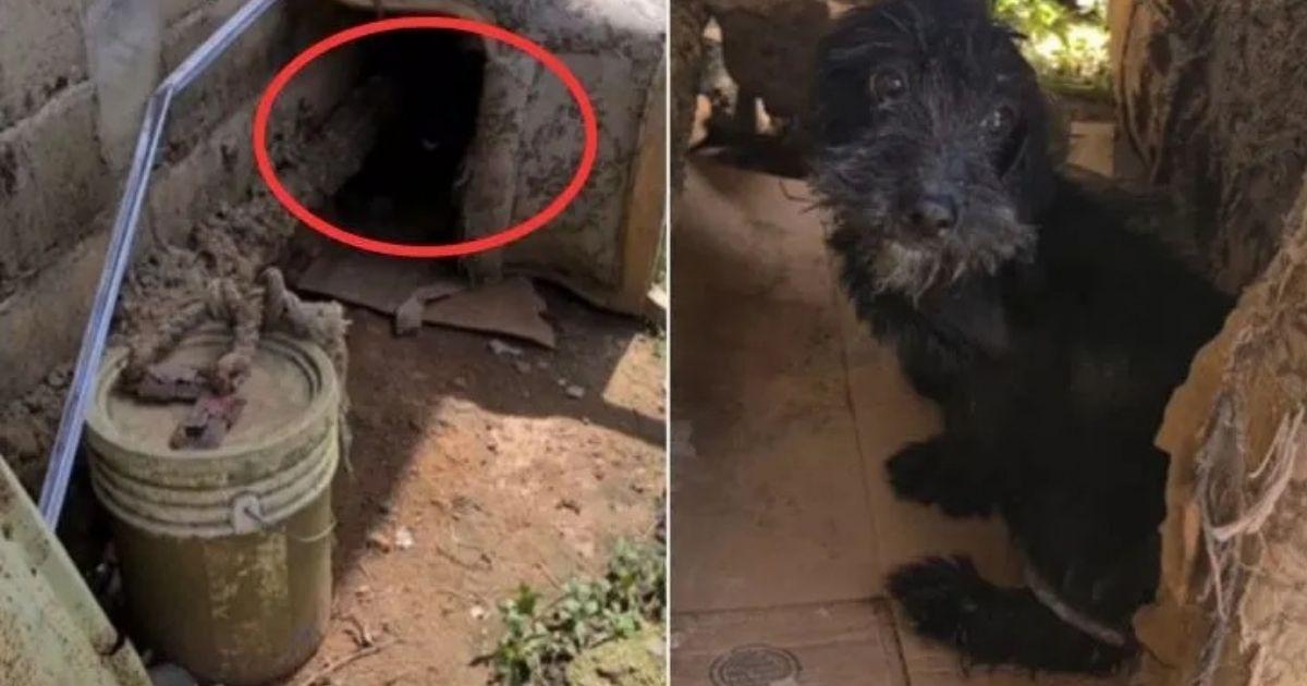 Max, a little black dog, had only known ...