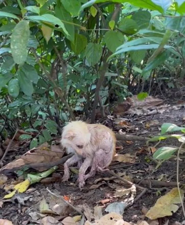 Her frail body was covered in painful wo...