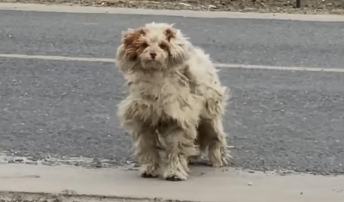 After making the shivering pup comfortab...
