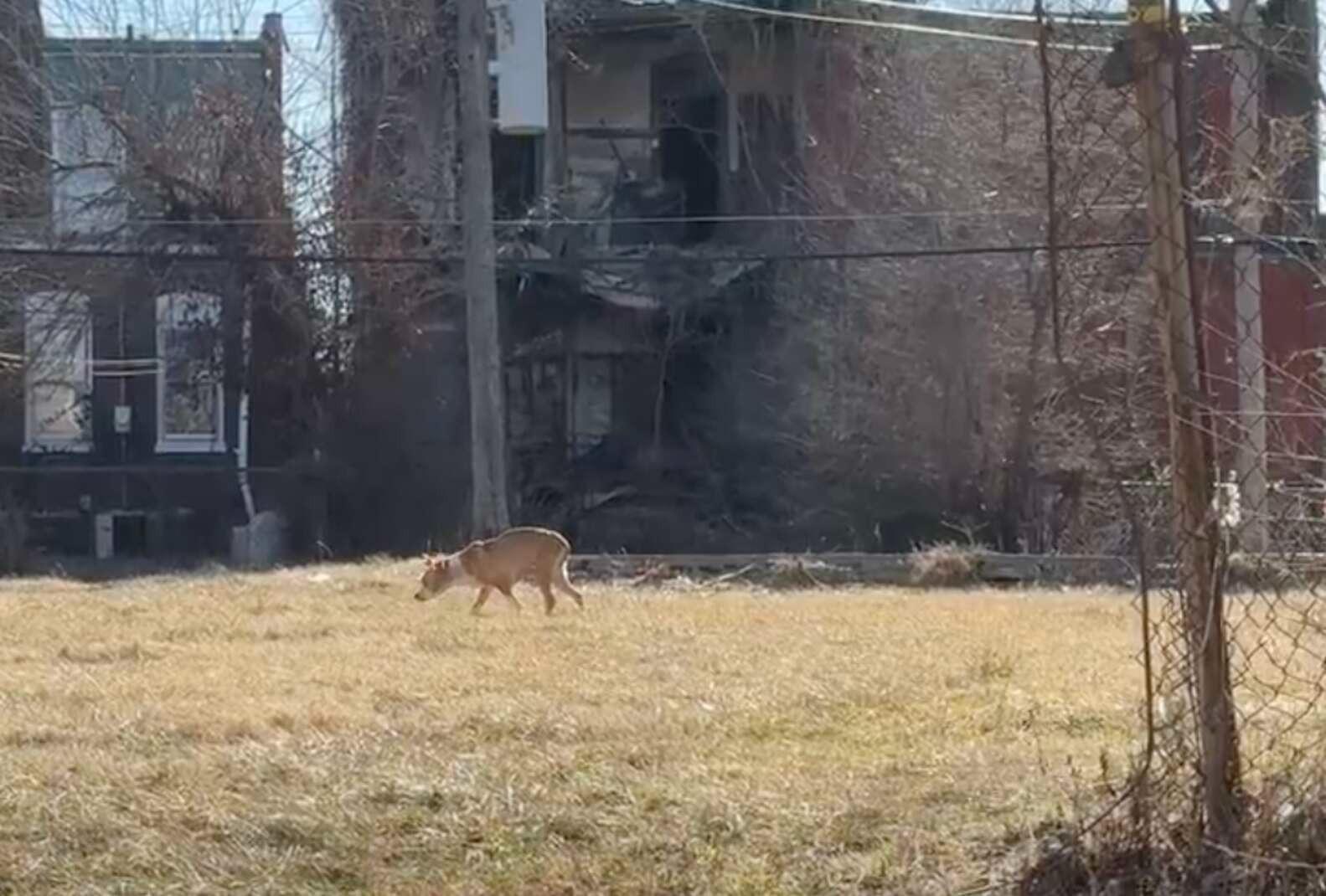 At first, locating the puppy they had se...