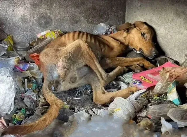 Stray animals generally linger near popu...