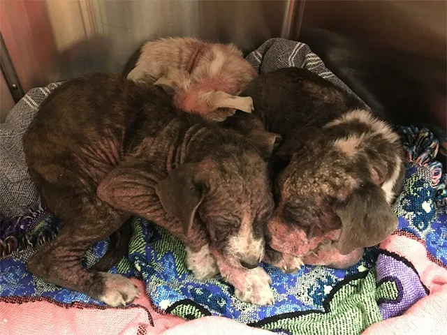 Now on the mend, the puppies are ready t...