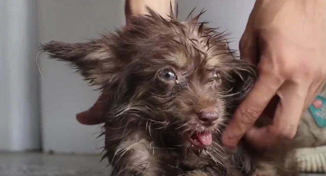 Despite its delicate state, the puppy be...