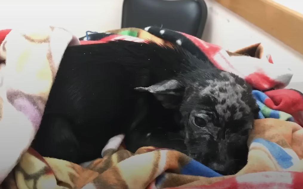 Once Abby received adequate care, her tr...
