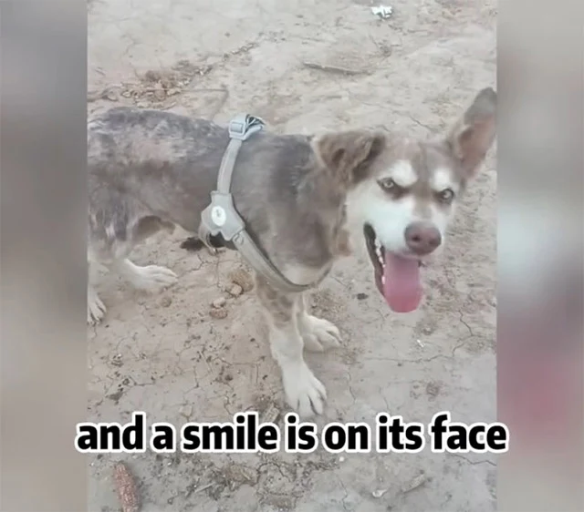 Soon, she took him to the vet for a thor...