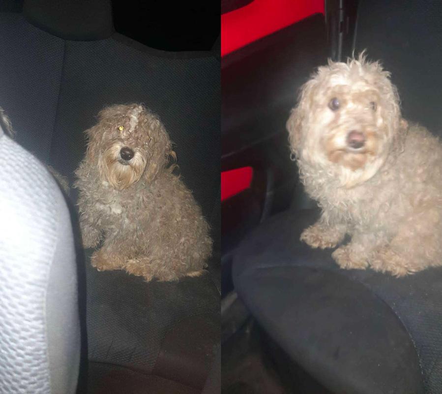 Despite being rescued, the pups were too...