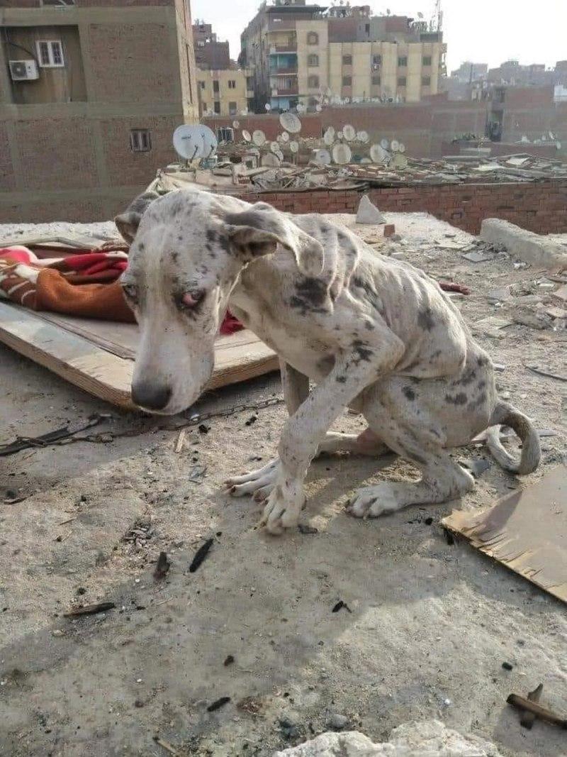 Hanan from Furever Rescue Foster was det...