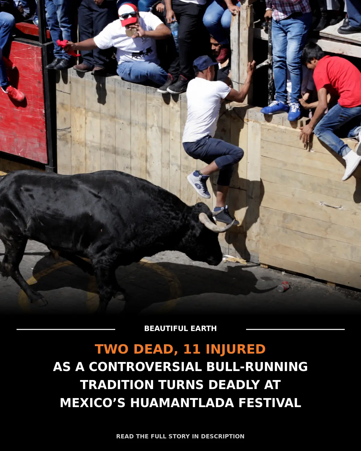 A black bull runs beside spectators climbing a wooden barrier during a bull-running event, above a Beautiful Earth headline.