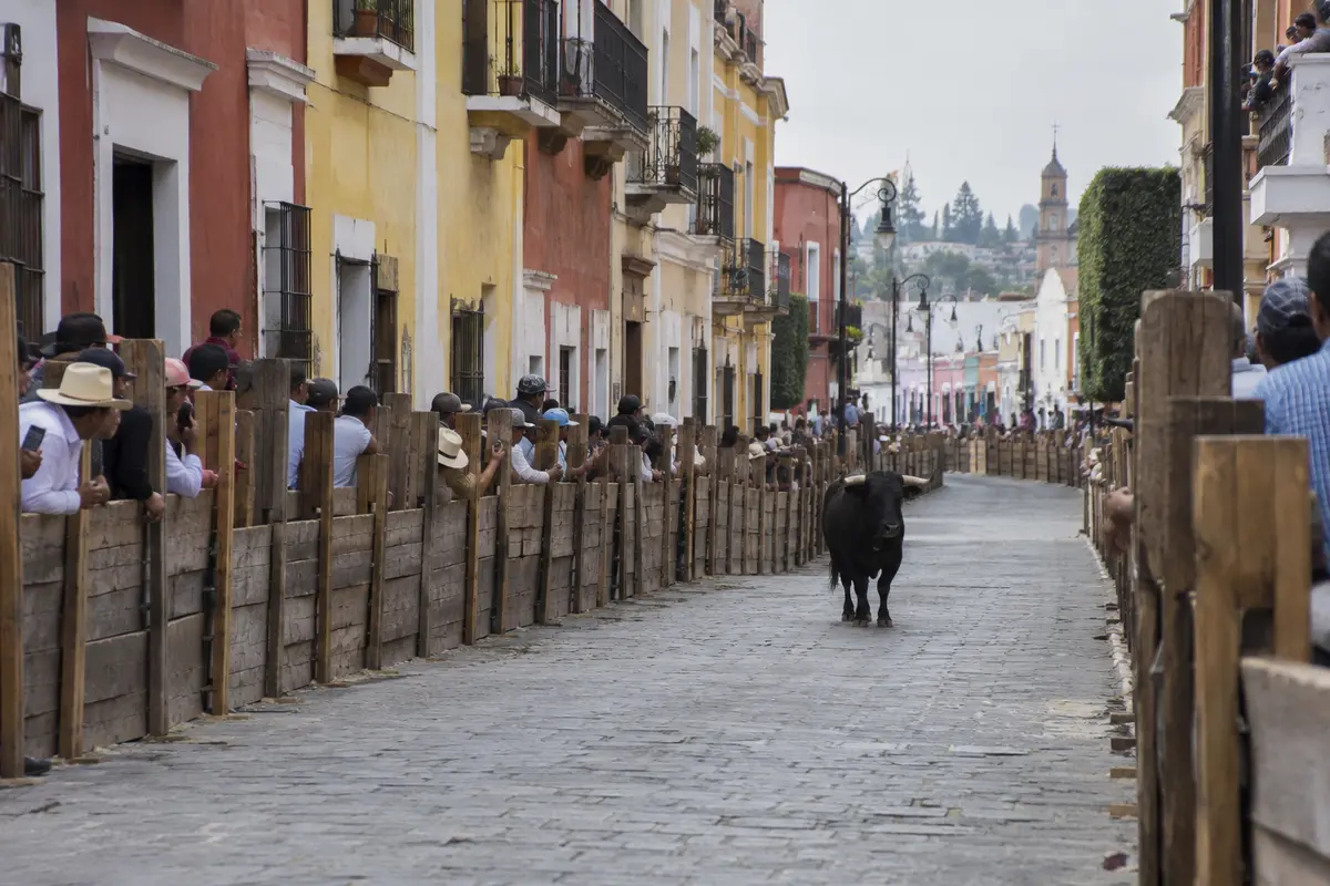 A black bull stands on a colonial street lined with wooden safety barriers and spectators.