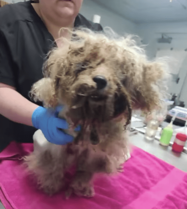 At the shelter, staff immediately brough...