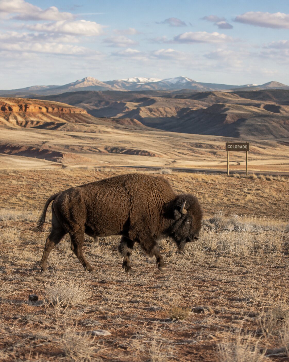 A wild American bison moves through open border country near a distant Colorado sign.
