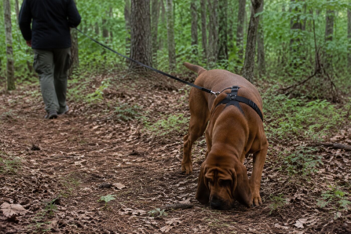 A bloodhound following a scent trail through a wooded training area