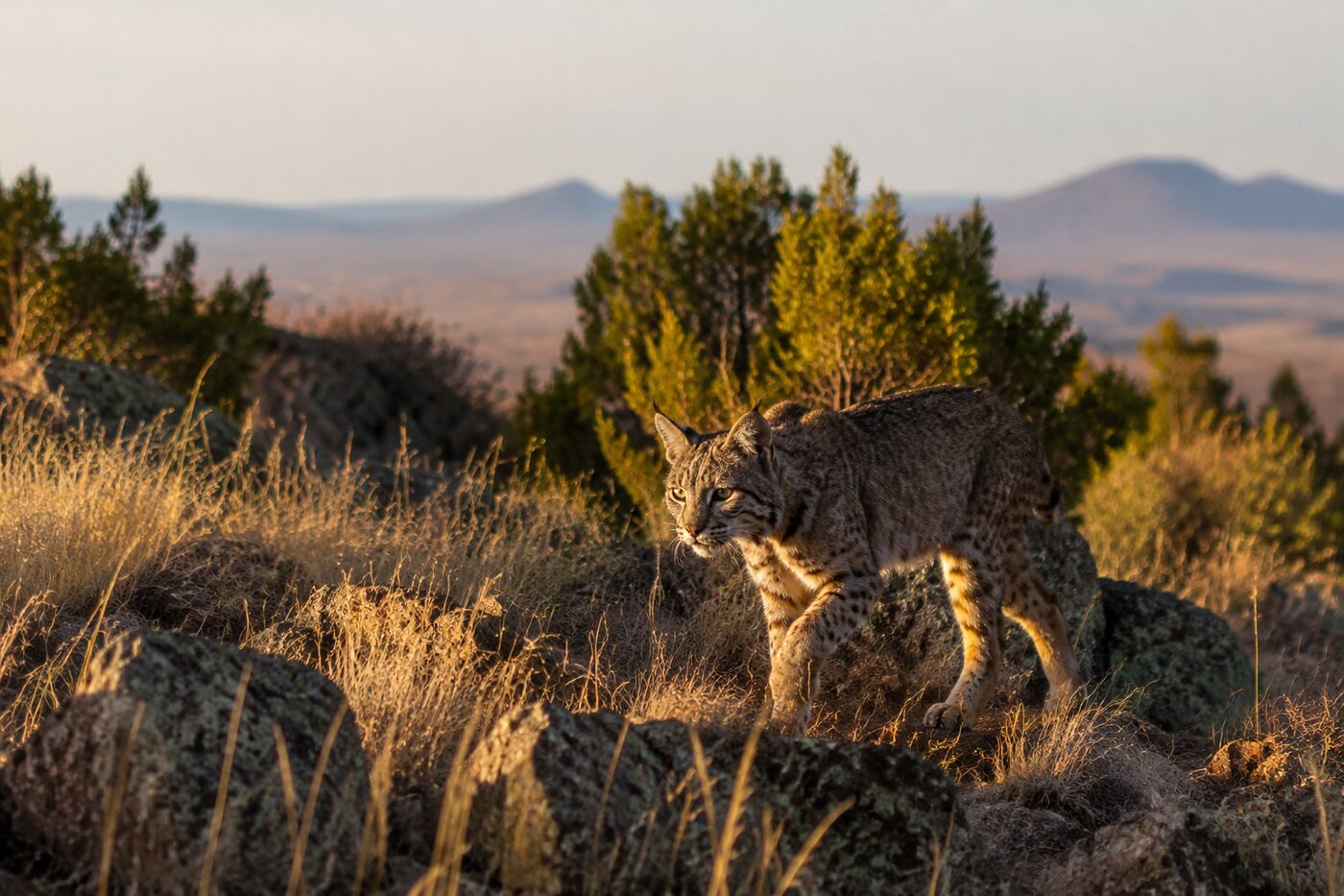 A healthy bobcat moving freely through New Mexico high-desert habitat