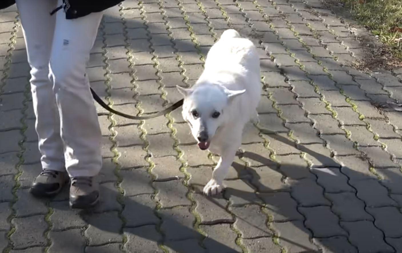Bobi's story took a heartwarming turn wh...