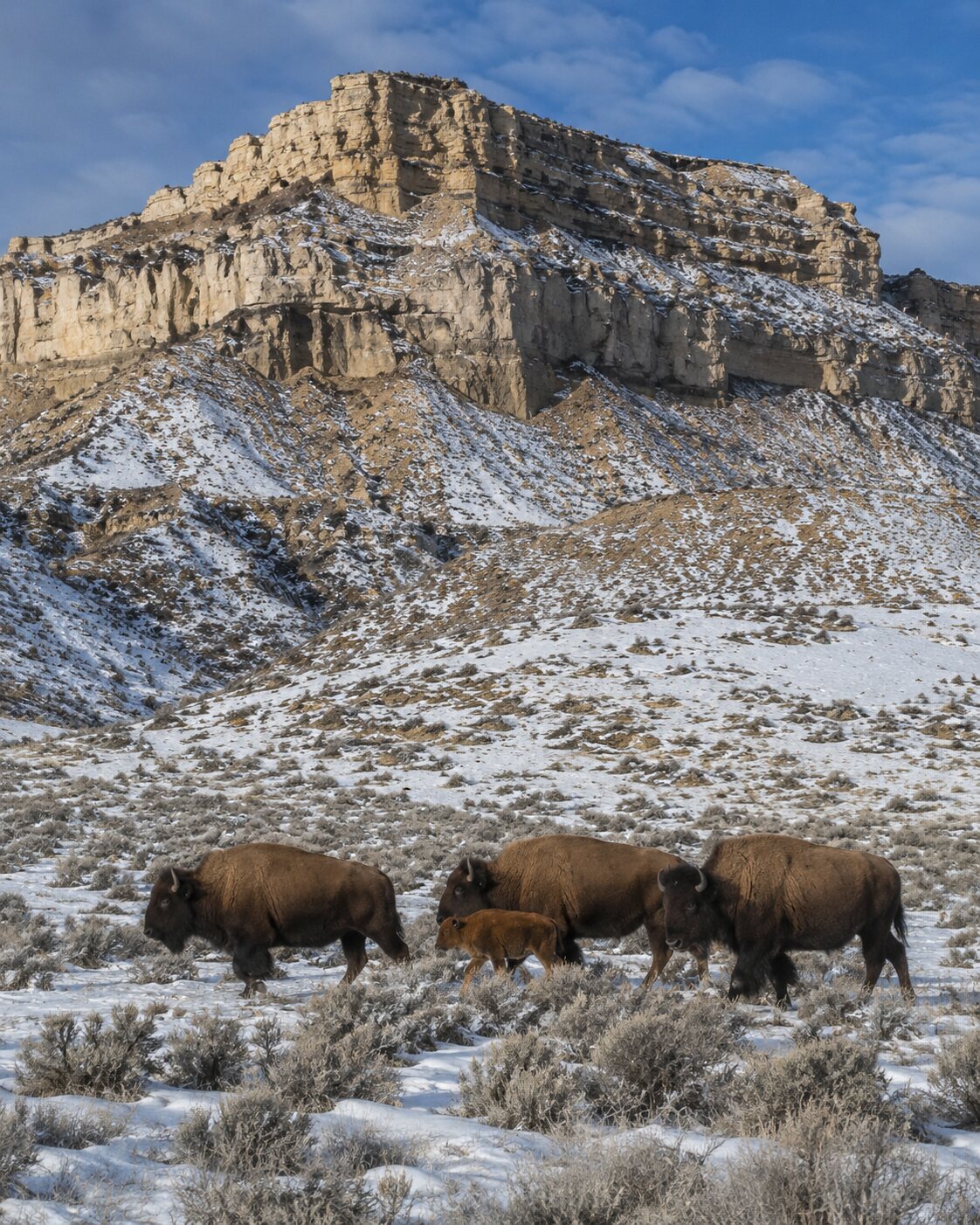 A group of wild American bison, including a calf, crosses snow-dusted sagebrush beneath sandstone cliffs.