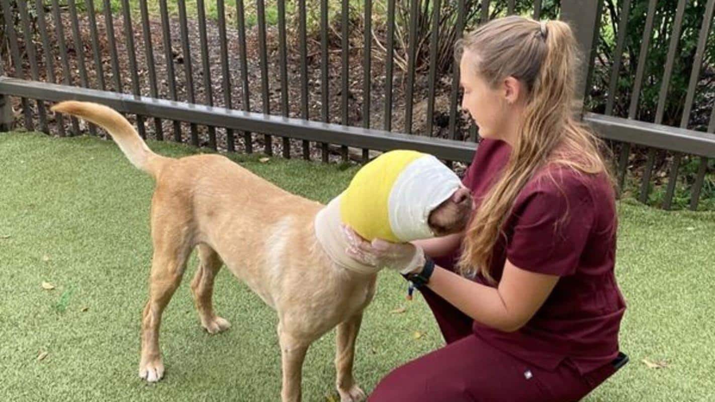 After his recovery, Buddy was placed in ...