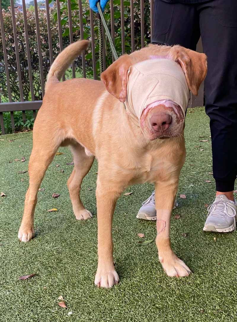 Buddy's road to recovery was long and de...
