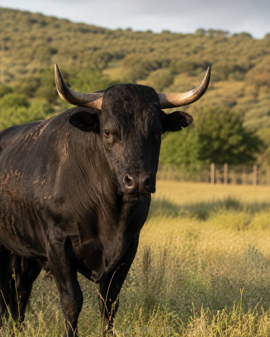 Black bull standing calmly in a spacious sunlit pasture