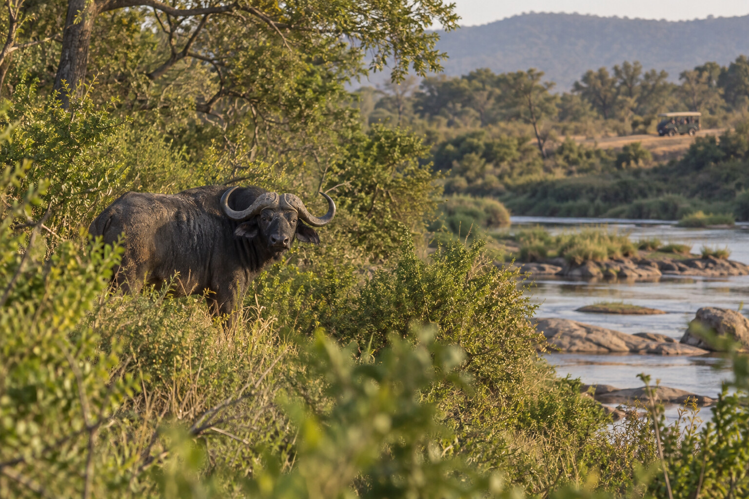 A Cape buffalo standing alert near a river with a distant safari vehicle