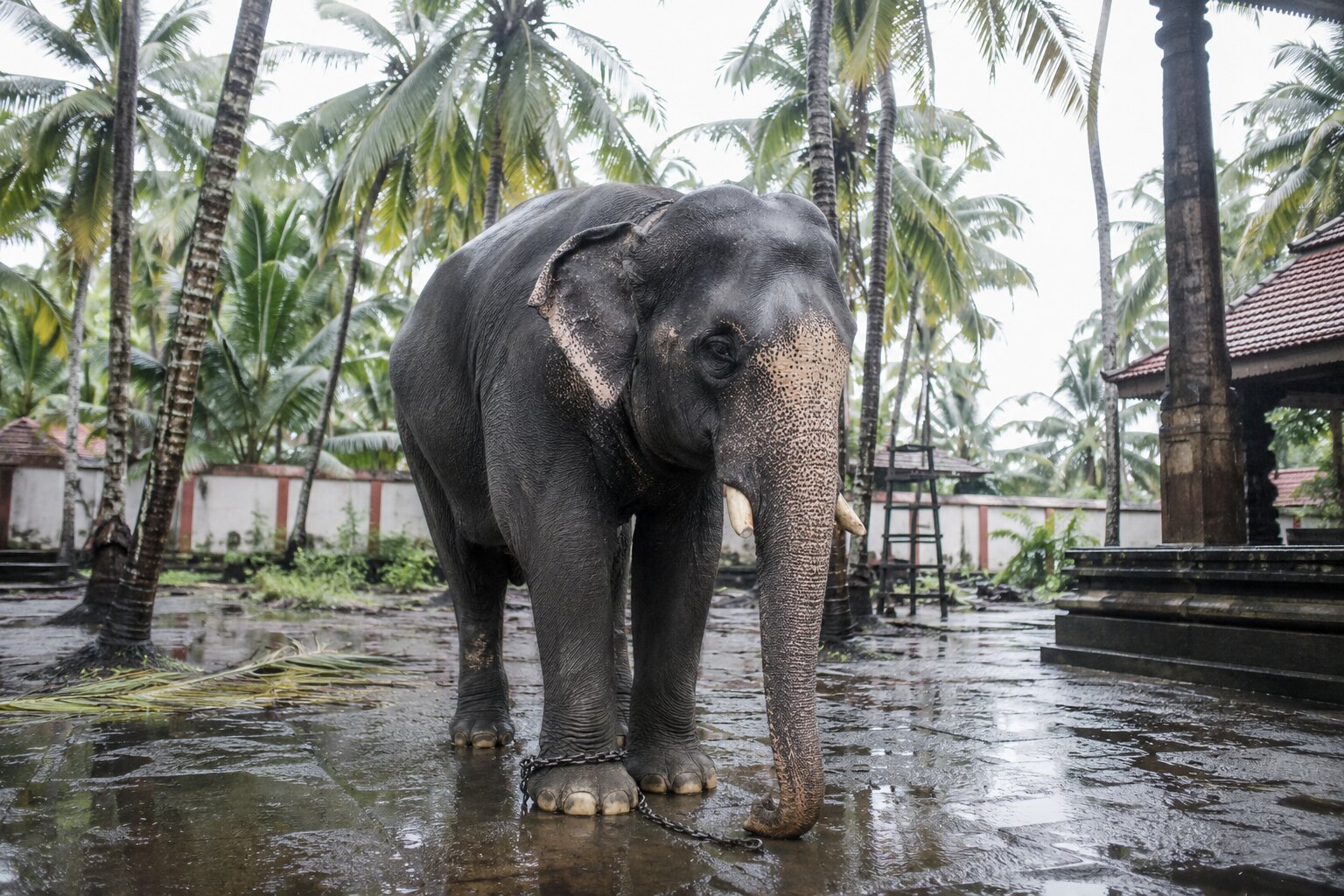 An original editorial illustration of a captive Asian elephant standing in a Kerala temple compound.