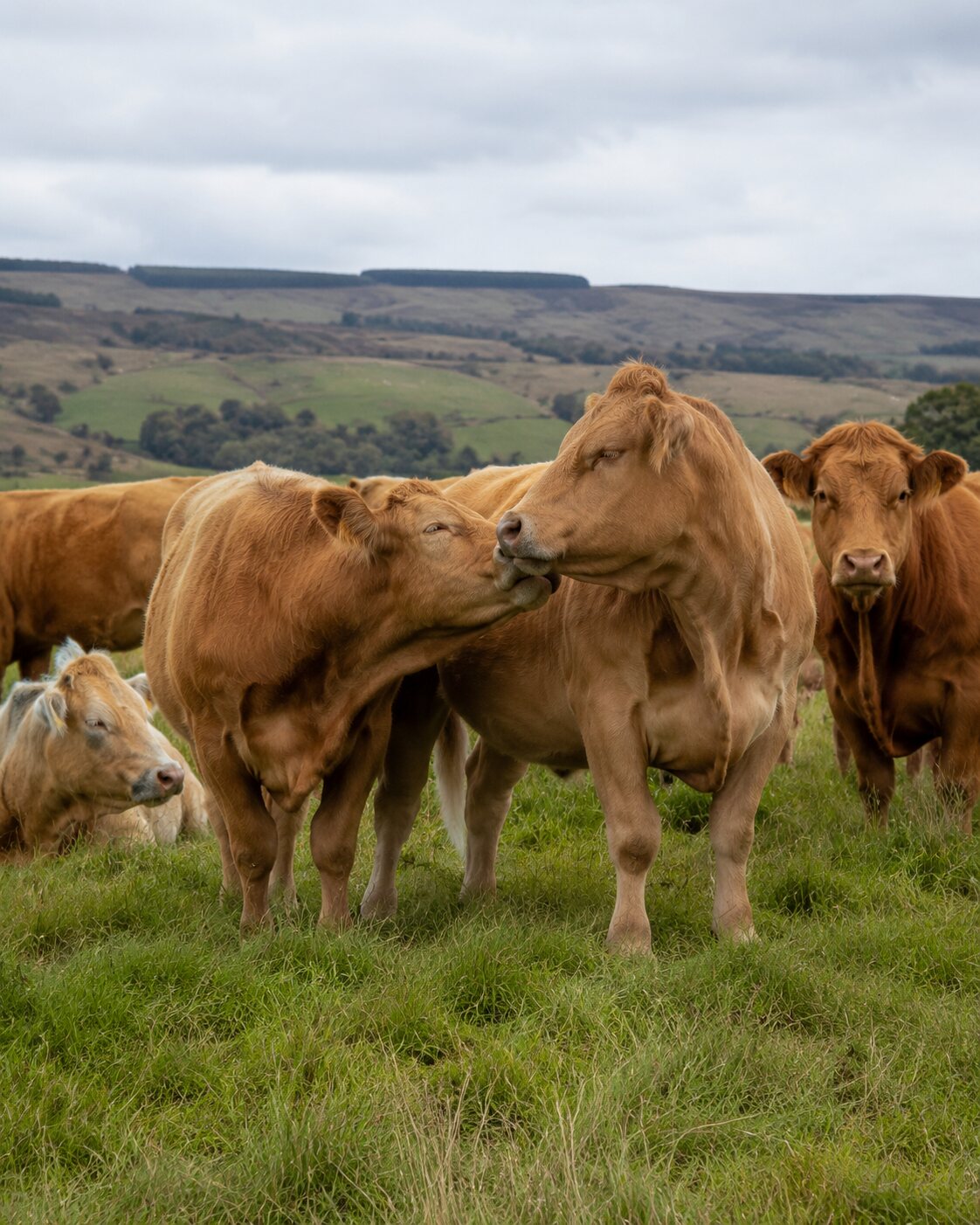 Cattle interact gently in an open Scottish pasture.