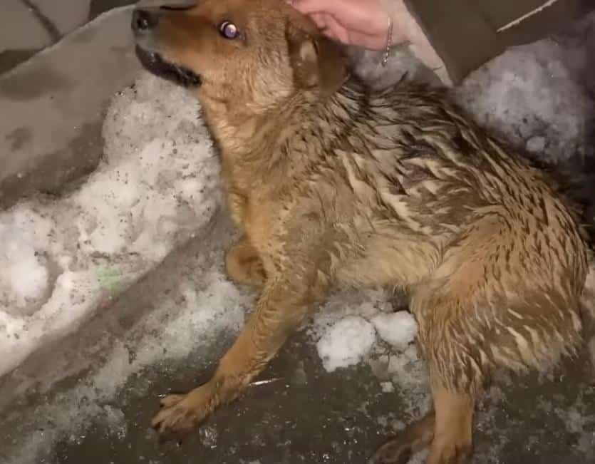 Determined to help, the couple rushed Co...