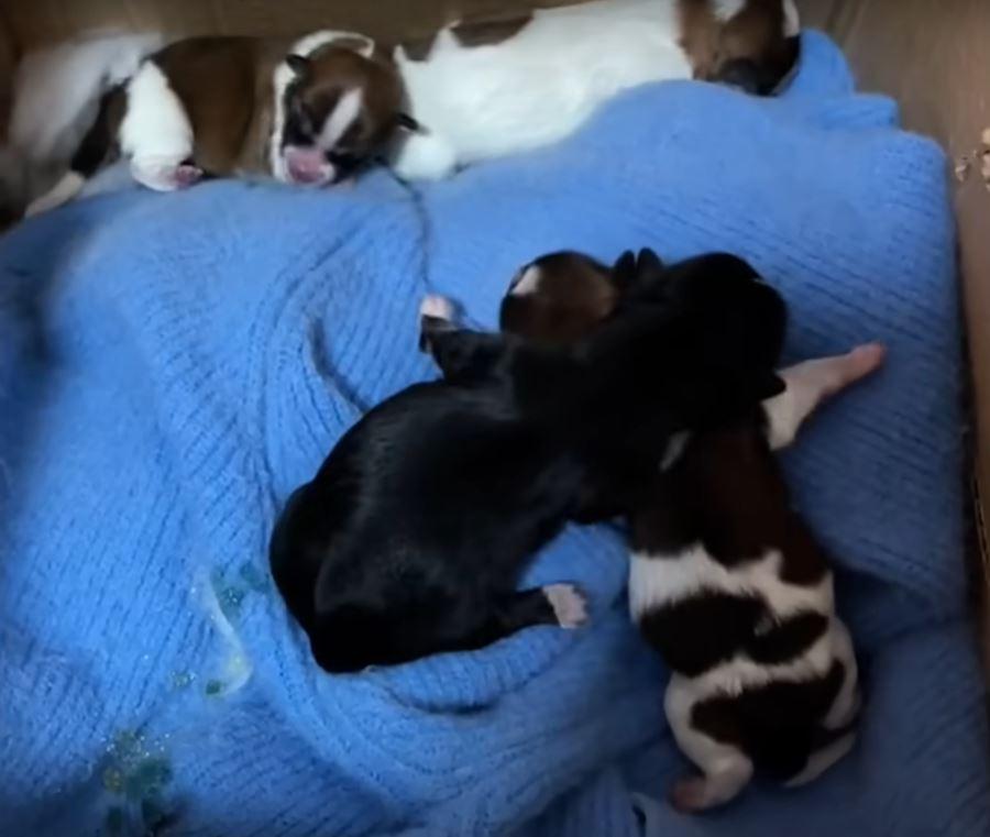 One of these pups soon found yet another...