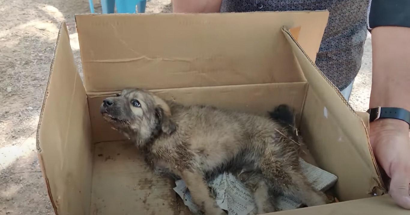 Dharma's early days were tough. He was f...