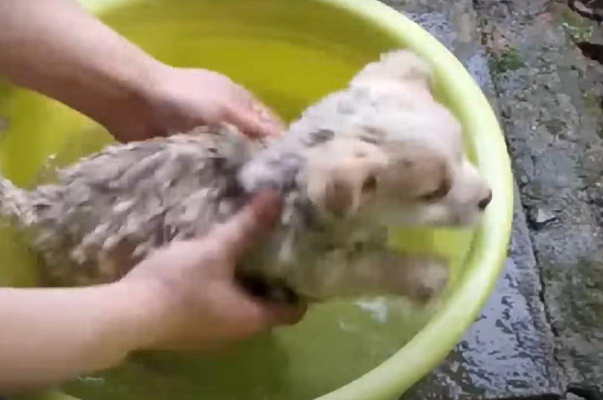 The next day, a trip to the veterinarian...