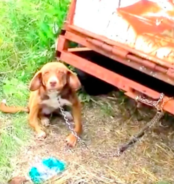 The rescue team discovered that Duke had...