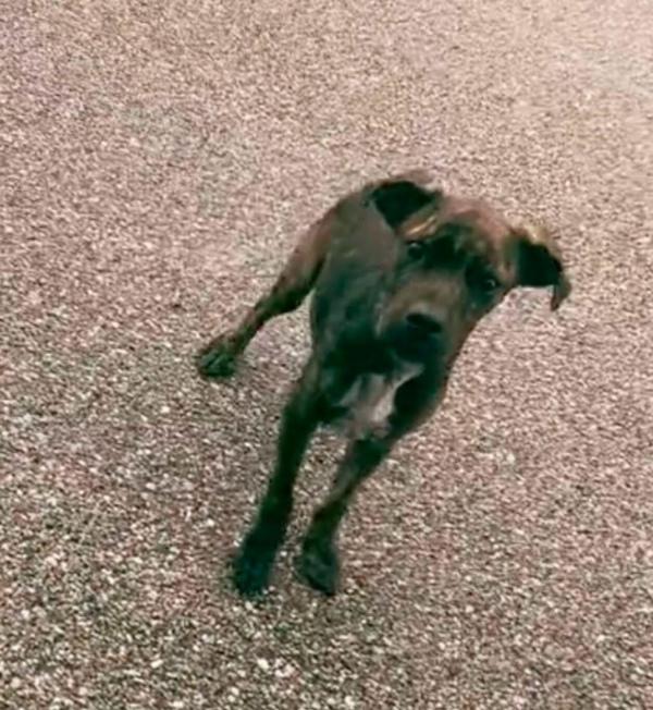 Recognizing that the pups couldn't endur...