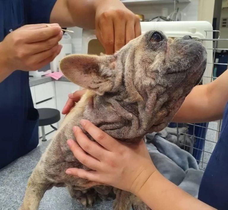 Gradually, the dog's health began to imp...