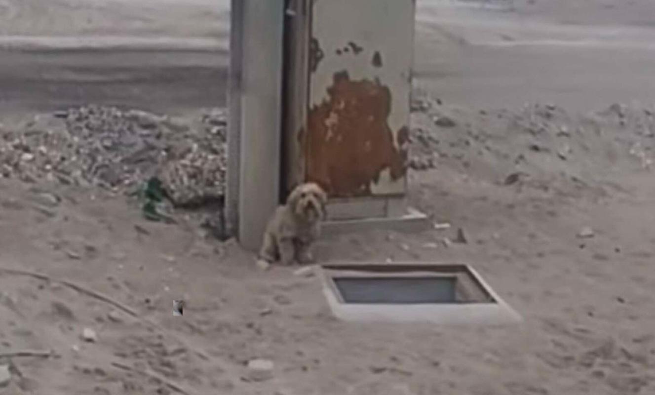 His dog had discovered a small, abandone...