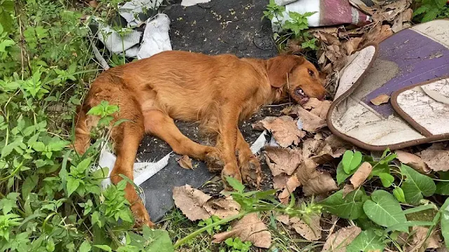 The urgency of saving the dog's life bon...