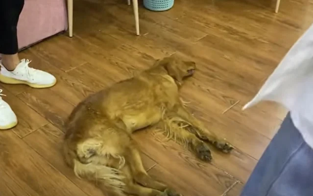 Their commitment to the dog's recovery l...