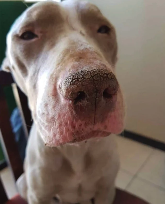 The shelter's founder, Lya Battle, was d...