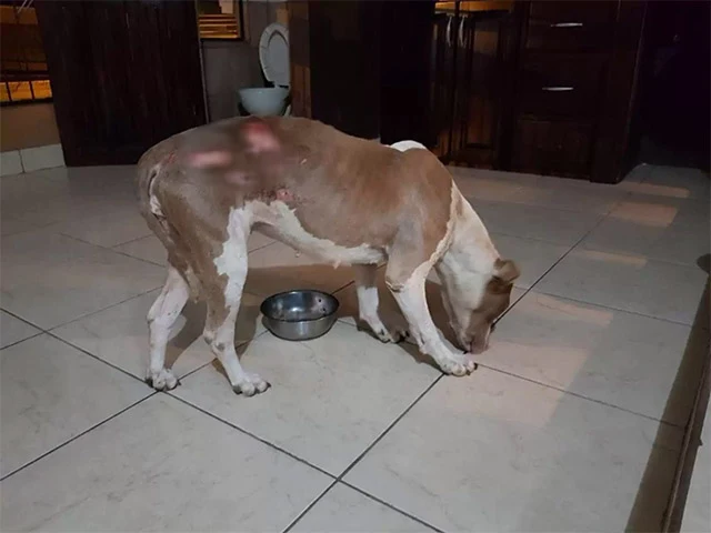 Cala's wounds were severe and her trust ...