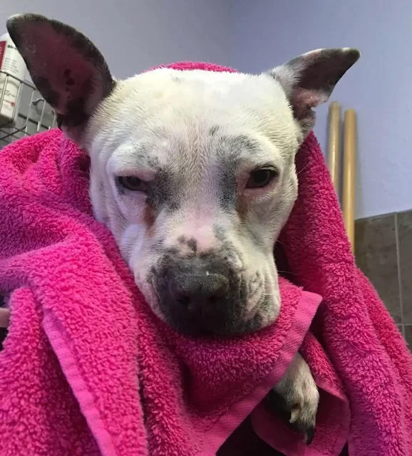 If you can provide a loving home for Vio...