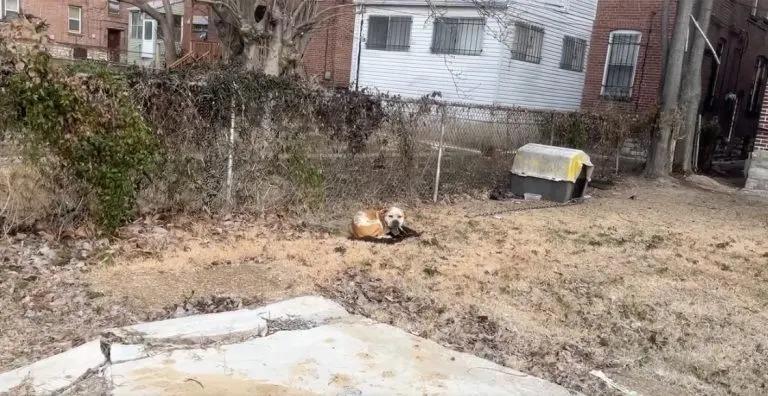 Once likely a beloved family pet, this d...