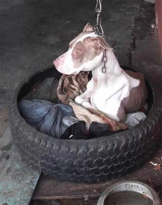Cala's story began at a car dealership w...