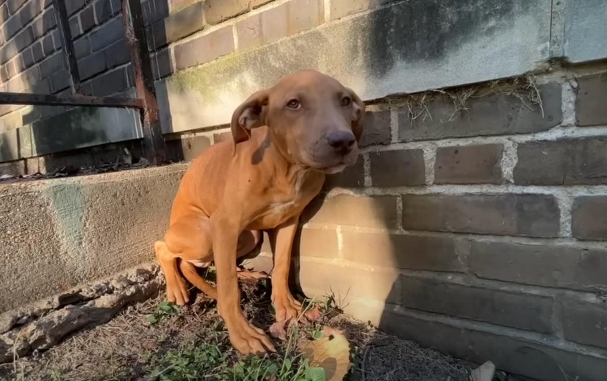 At the shelter, it was evident that Red ...