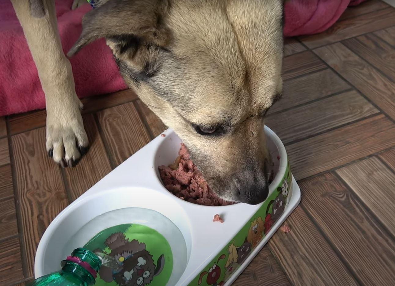 At last, Helen found her forever home, a...