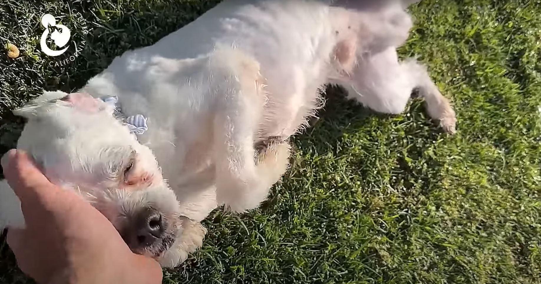 This remarkable rescue is a testament to...