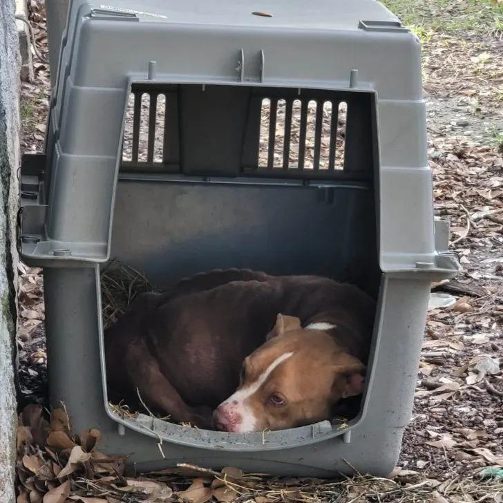 At the veterinary clinic, a dire diagnos...