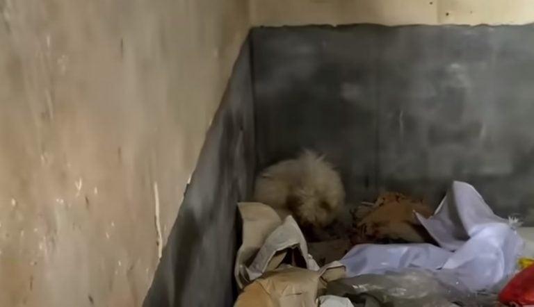An hour later, the shelter's staff arriv...