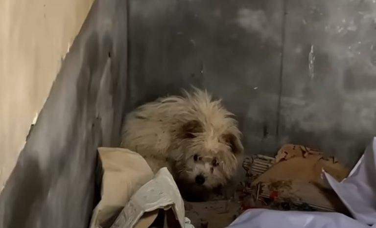 Gradually, the anxious puppy began to tr...
