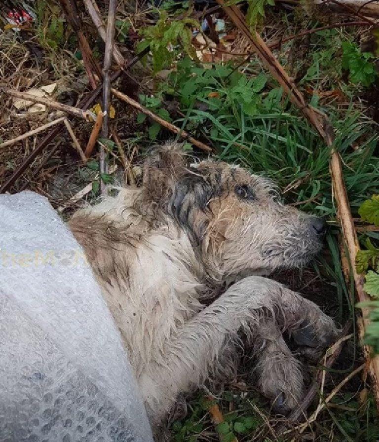 After weeks of rehabilitation, Ursu was ...