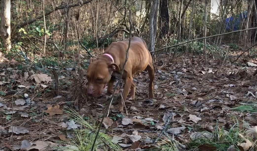 MaryAnn started visiting Ruby every day,...